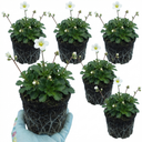 Saxifrage Marto White Mossy Alpine Plants (Set of 3 or 6)