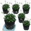 Set of 3 or 6 Saxifrage Marto White Mossy Alpine Plants, Hardy Evergreen Perennial Rockery Ground Cover, Outdoor Garden Ready, 1 Litre Root-Ball