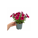 Petunia Rimarkable Cherry Plant (2L Pot)