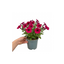 1 Large Plant - Petunia Rimarkable Cherry, Ready to Plant in Your Garden, 2L Pot