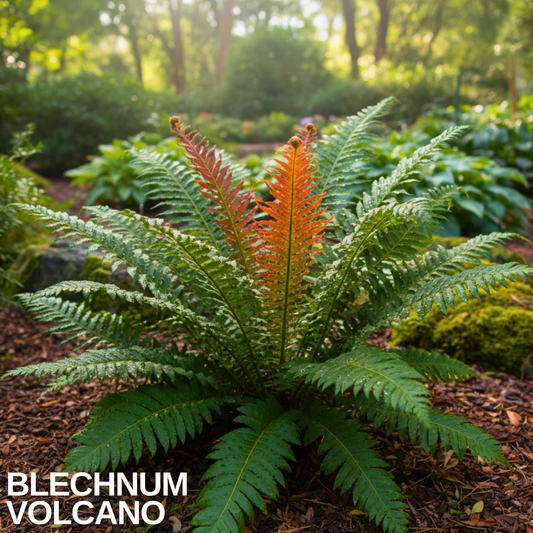Blechnum brasiliense 'Volcano' (Volcano Fern) – Evergreen Fern (3L Pot)