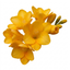 1 Freesia Gold River Outdoor Garden Plant, Fragrant Hardy Summer Flowering Perennial, 2 Litre Root Ball