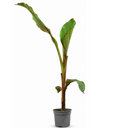 Banana Tree 3L (100–120 cm Tall)