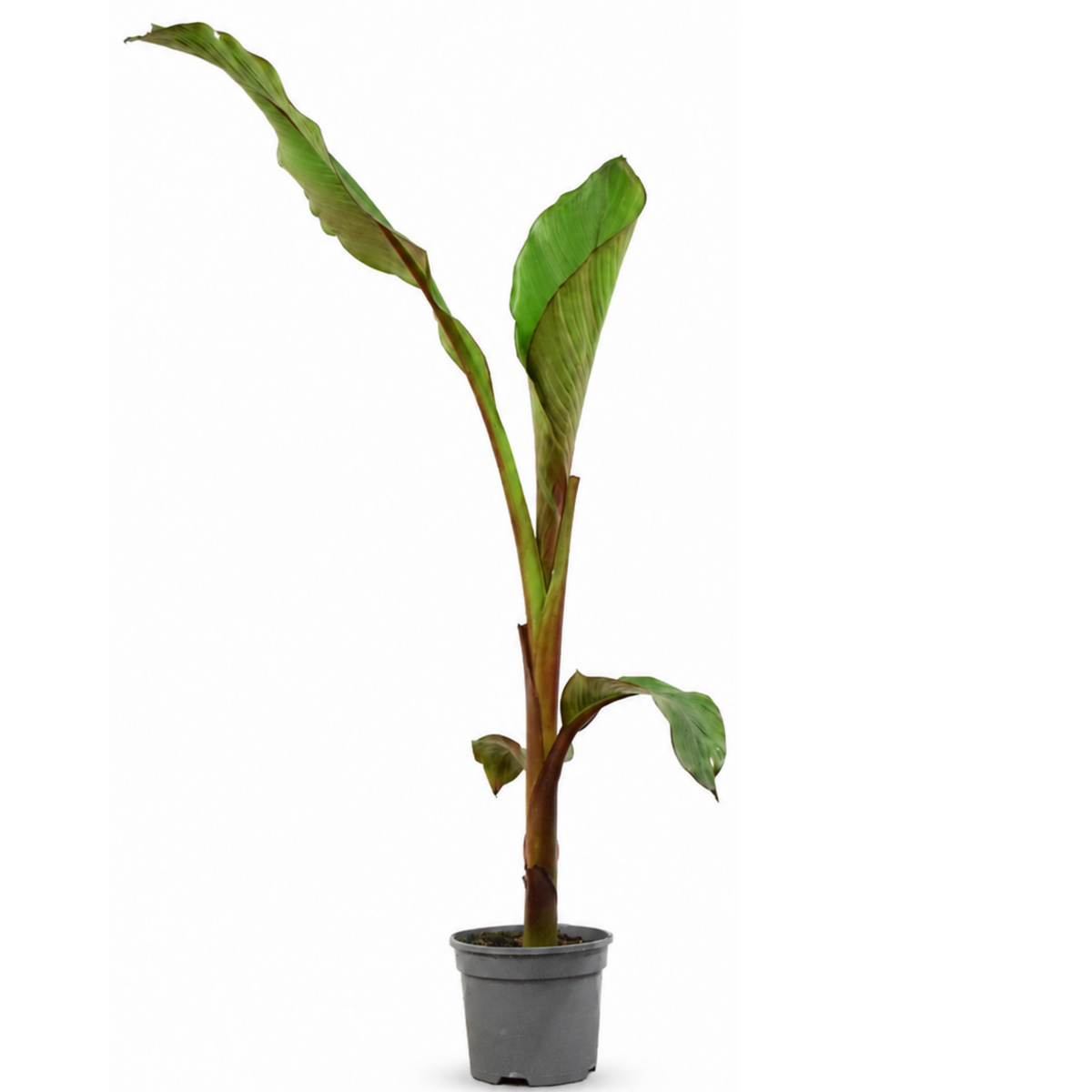 Banana (Musa) – Architectural Foliage Plant (3L Pot, 100 to 120cm Tall)
