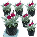Lychnis Atrosanguinea ‘Rose Campion’ Hardy Cottage Garden Perennial Plants (Set of 3 or 6)