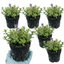 Set of 3 or 6 Thymus Precompa Thyme Herb Plants, Hardy Perennial Culinary Herb, Outdoor Garden Ready, 1 Litre Root-Ball