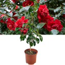 Outdoor Garden Ready Plant Plant (3L Pot)