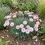 1 Cottage Pinks Dianthus Candy Floss Plant, Summer Flowering Perennial, 17cm Root Ball