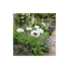 6 Papaver Orientale Royal Wedding Plants, Hardy White Oriental Poppy Perennial, 1 Litre Root Ball