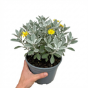Senecio Sunshine Perennial Shrub Plant (2L Pot)