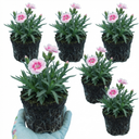 Fragrant Dianthus Plants (Set of 3 or 6)