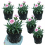 Set of 3 or 6 Carnation Oscar Pink Heart Plants – Fragrant Hardy Perennial Dianthus, Garden Ready, 10.5cm Root-Ball