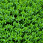 1 Large, Garden Ready Plant - Hebe Green Globe (Shrubby Veronica), 17cm / 2L Pot