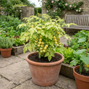 Tomato Lemon Sherbet Plants (Set of 3 or 6)