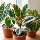 3 Rare Statement Foliage Live Indoor Plants