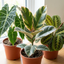 3 Rare Statement Foliage Live Indoor Plants, Tropical Houseplant Collection, 1Ltr Root Ball