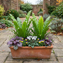 Hart’s Tongue Fern Plants (Set of 3 or 6)