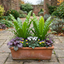 Set of 3 or 6 Hart’s Tongue Fern Plants, Hardy Evergreen Shade Loving Perennial Ferns, Outdoor Garden Ready, 1 Litre Root-Ball