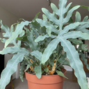 Phlebodium Aureum Blue Star Fern Plants