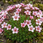 Set of 3 or 6 Saxifrage Ice Colours Appleblossom Plants, Hardy Alpine Rock Garden Perennial, Outdoor Garden Ready, 1 Litre Root-Ball