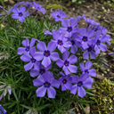 Phlox Blue Dark Eye Plants (Set of 3 or 6)