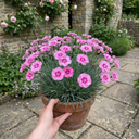 Cottage Pink Dianthus Pink Celebration Plant (5L Pot)