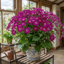 Senetti Magenta Plant (2L Pot)
