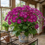 1 Large Bedding Plant - Senetti Magenta, Outdoor Garden Ready, 2L Pot