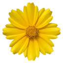 Coreopsis Solar Moon Perennial Plants