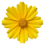 1 Coreopsis Solar Moon Perennial Plant, Hardy Yellow Tickseed Flower, 3 Litre Root Ball