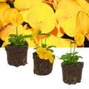 Pansy Delta Pro Yellow Plants (Set of 3 or 6)