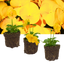 Set of 3 or 6 Large Plants - Pansy Delta Pro Yellow, Ready to Plant in Your Garden