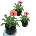 Papaver Orientale Victoria Louise Poppy Plants (Set of 3 or 6)