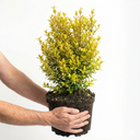 Lophomyrtus ‘Golden Dragon’ Plant