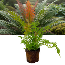 Blechnum Volcano Fern Plant (3L Pot)