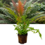 1 Large Plant - Blechnum Volcano Fern, Ready to Plant in Your Garden, 3L Pot