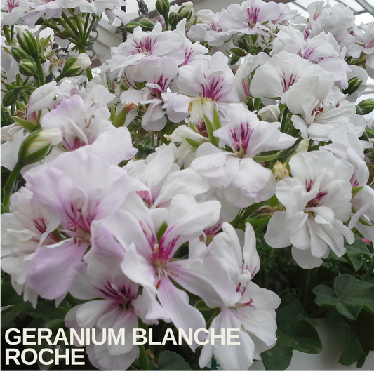 White trailing geranium flowers with fine crimson veining and flecks in a glasshouse, caption text overlaid