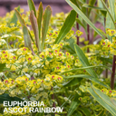 Euphorbia Ascot Rainbow Plant