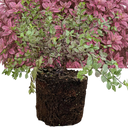 Pittosporum Bannow Bay Plant (3L Pot)