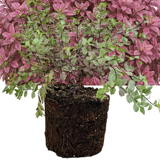 Pittosporum 'Bannow Bay' – Evergreen Shrub (3L Pot)