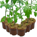 Grow Your Own Tomato Consuelo Plants (Set of 3 or 6)