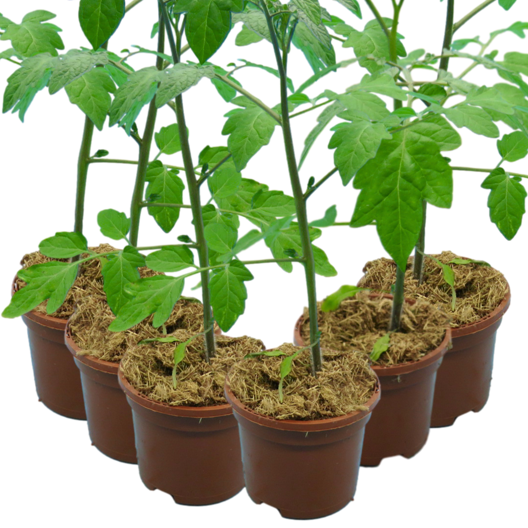 Tomato 'Consuelo' – Cordon Cherry Tomato (Set of 3 or 6)