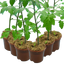 Set of 3 or 6 Large Plants - Grow Your Own Tomato Consuelo, Ready to Plant & Bear Fruits