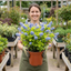 1 Ceanothus Thyrsiflorus Zanzibar California Lilac Plant, Hardy Evergreen Blue Flowering Shrub, 3L Root-Ball