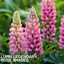 1 Large Plant - Lupin Legendary Rose Shades, Outdoor Garden Ready, 2L Rootball