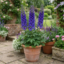 Delphinium Dark Blue Black Bee Tall Plants (Set of 3 or 6)
