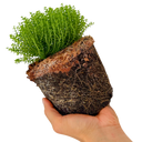 1 Large, Garden Ready Plant - Hebe Green Globe (Shrubby Veronica), 17cm / 2L Pot