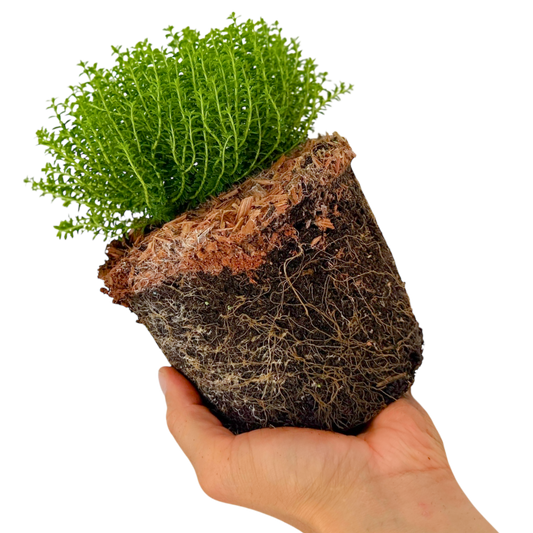 Hebe 'Green Globe' (Shrubby Veronica) – Evergreen Shrub (2L Pot)