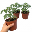 Tomato Golden Sunrise Variety Plants (Set of 3 or 6)