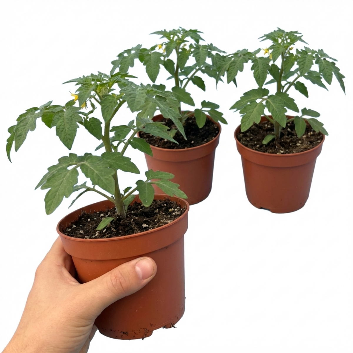Tomato 'Golden Sunrise' – Cordon Tomato (Set of 3 or 6)